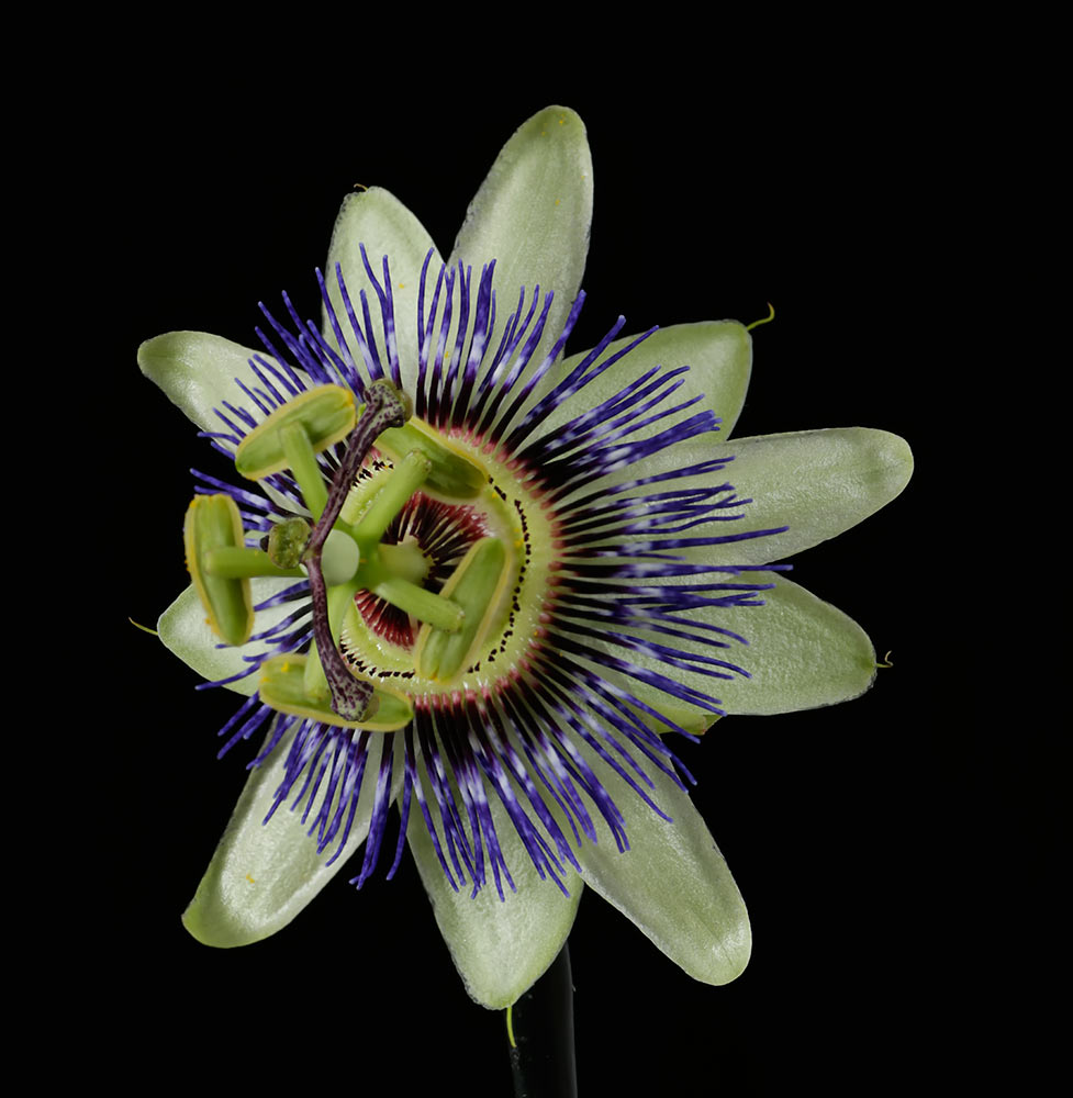 Passion-Flower.jpg