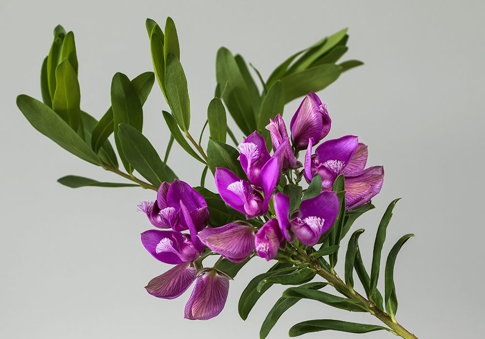 Purple_Garden.jpg